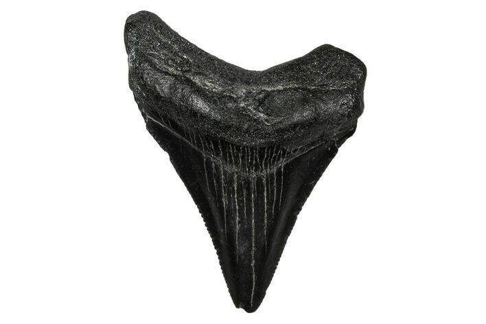 Serrated, Juvenile Megalodon Tooth - South Carolina #340750
